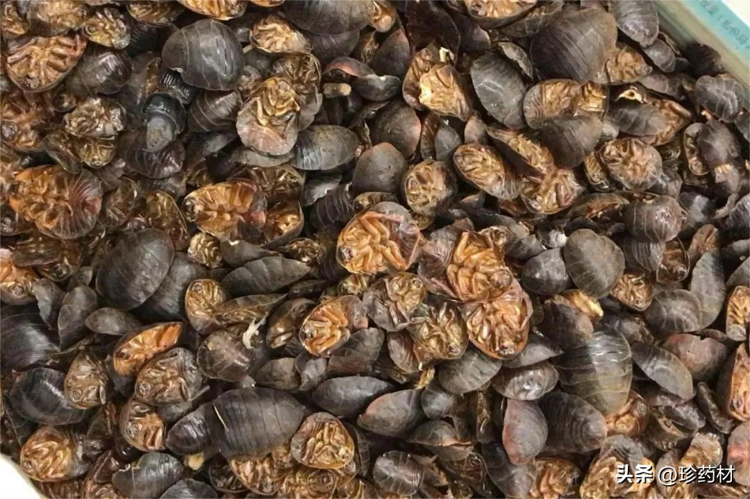 药材市场苍术最新价格行情,中药材市场快讯