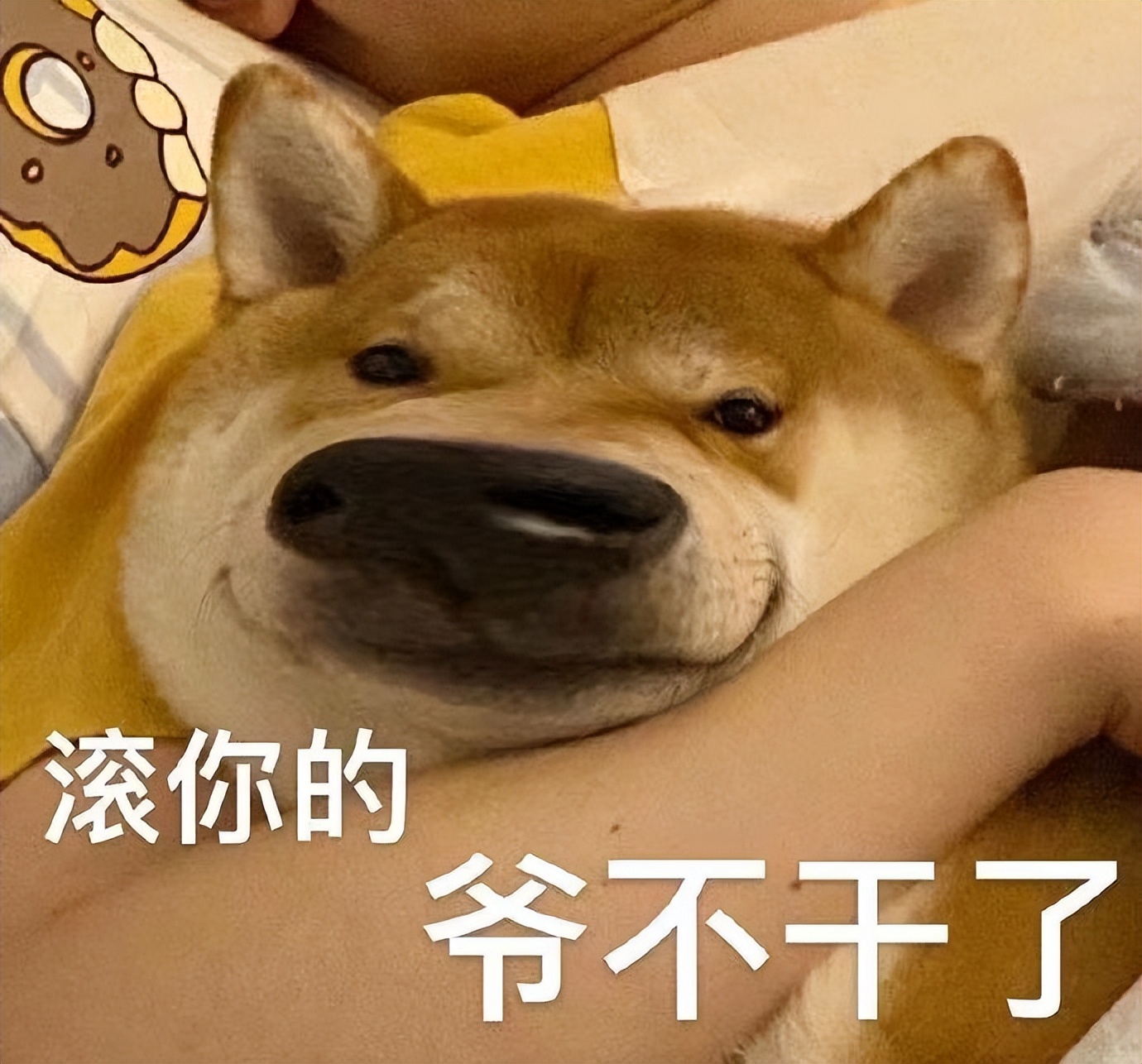 但凡给狗*载下**一个反诈APP，它都不至于被骗这么久