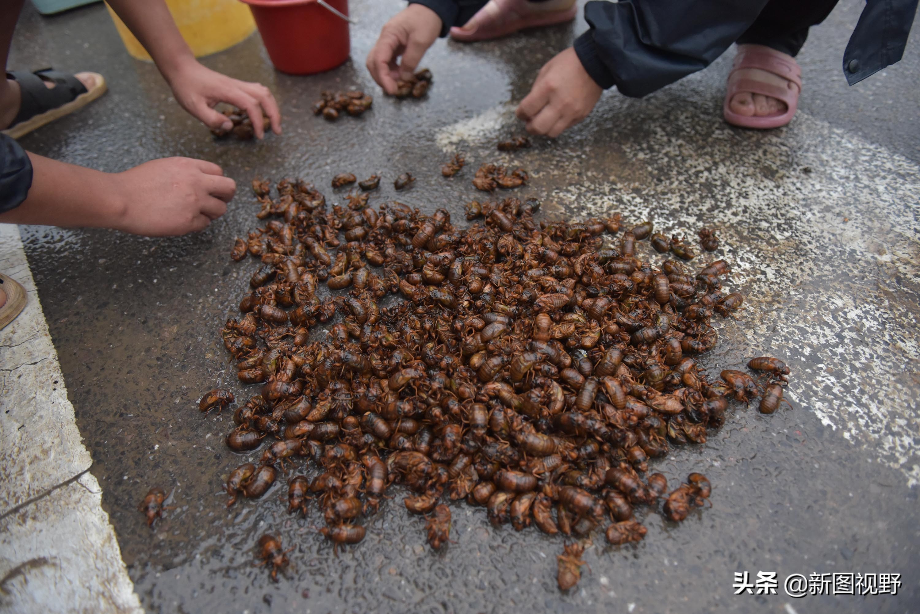 35岁青年网售金蝉爆单，有人一次买2000只，发快递忙得没时间吃饭