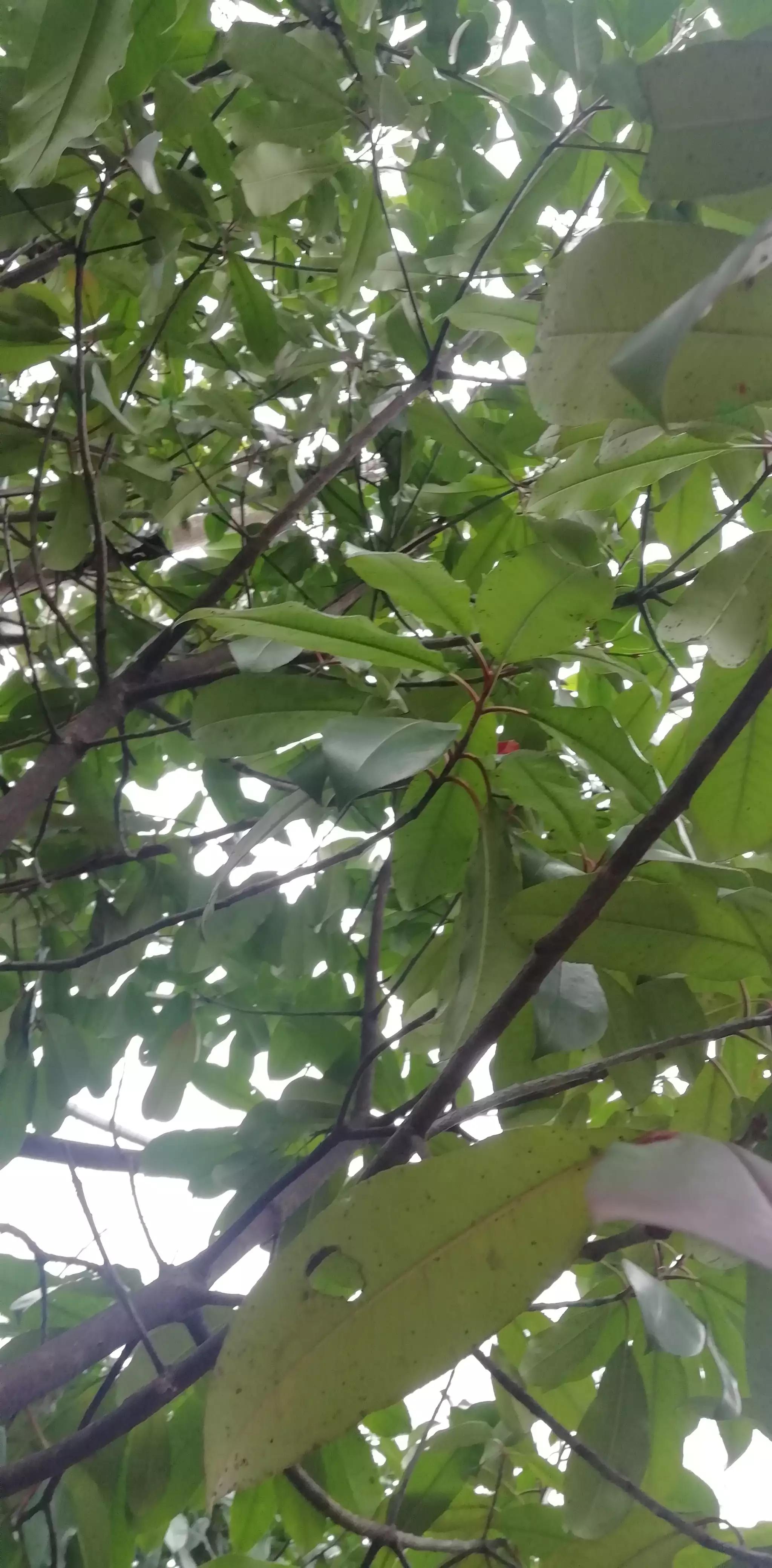 请投友们评论拍摄的怎么样？