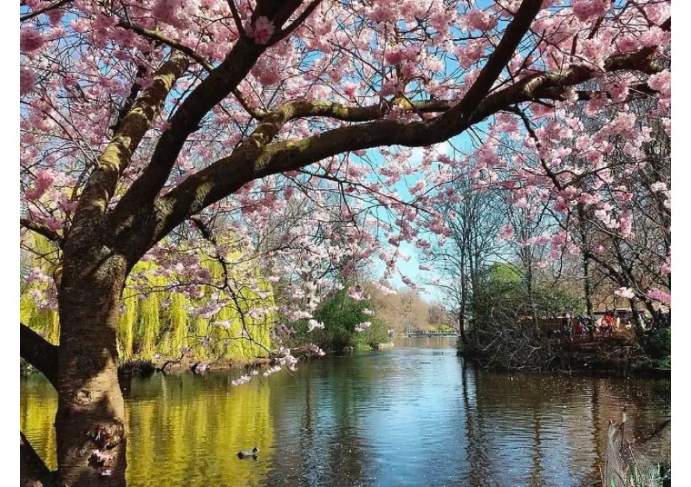 伦敦3月樱花,伦敦樱花季