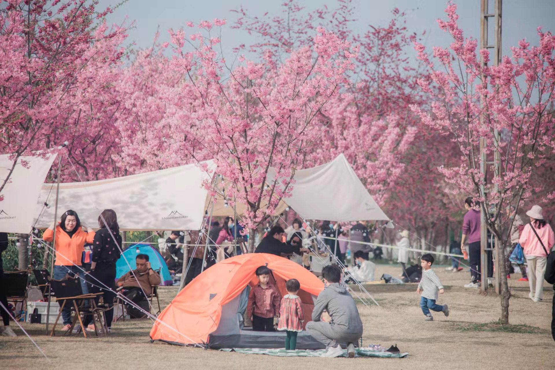 成都周边赏花烧烤一日游推荐免费,成都赏樱花露营