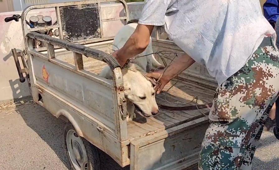 被主人抛弃的拉布拉多被人捡了,拉布拉多犬走丢一年后看见主人