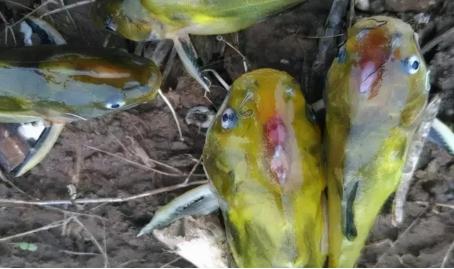 黄骨鱼烂鳍烂尾怎么治,黄骨鱼裂头最佳治疗方法