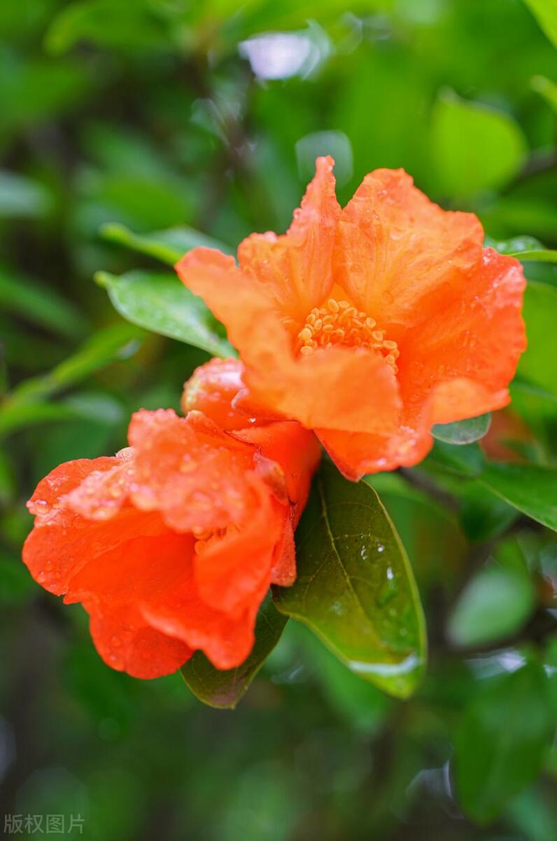 石榴裙代表什么,石榴裙代表了什么