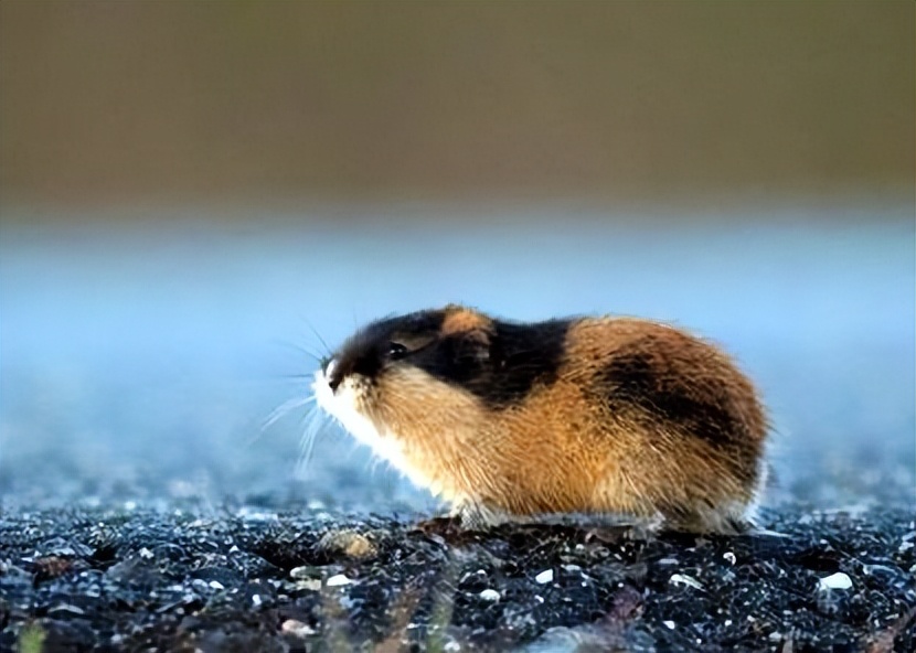 旅鼠真的会集体自杀吗？由李汶自杀想到的……