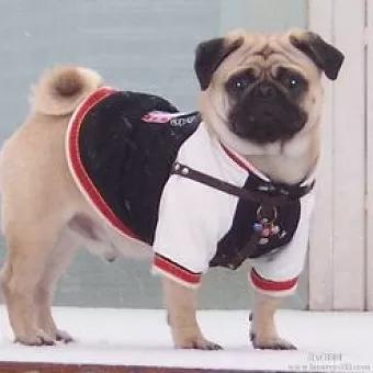 怎样看巴哥会不会说话,巴哥调皮怎么办