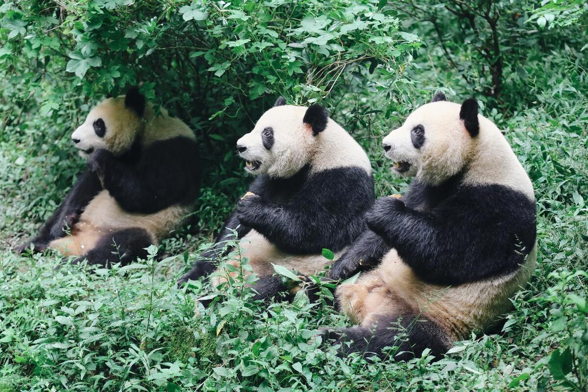 成都天府之国必去景点,盘点成都最值得去的十大打卡景点