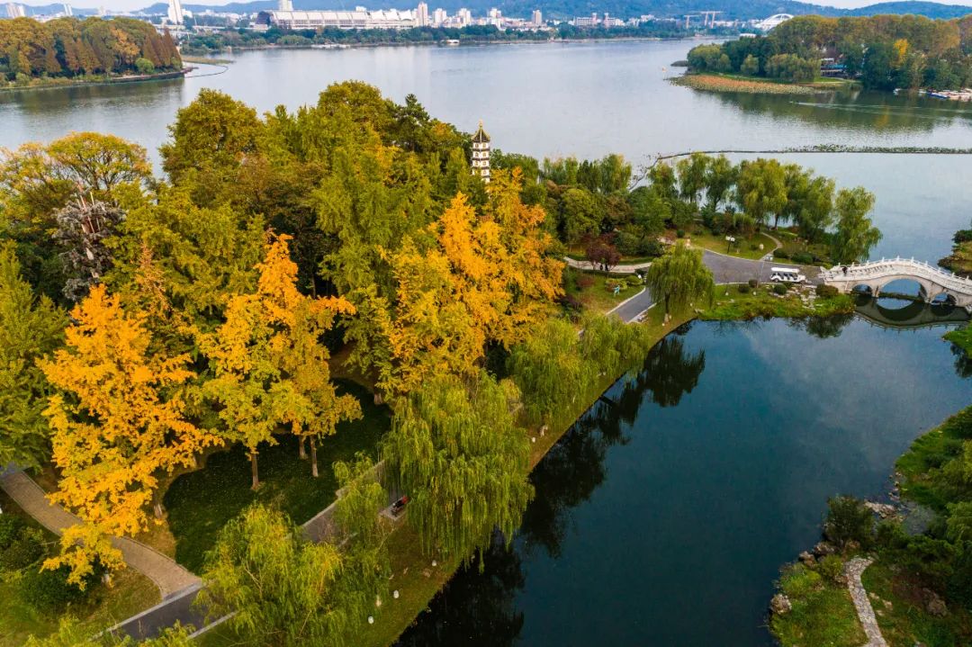 每一片银杏都不会辜负秋天,银杏从来不负秋原唱