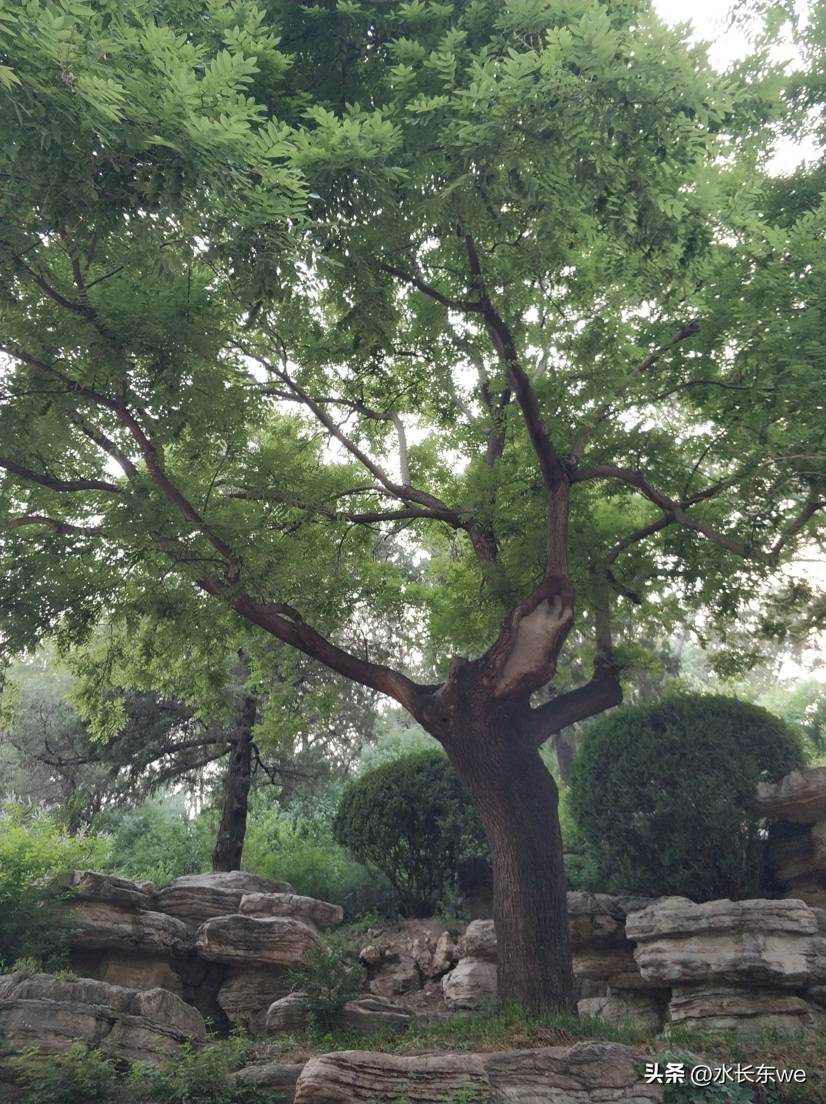 去景山公园俯瞰整个京城,京城景山公园图片大全