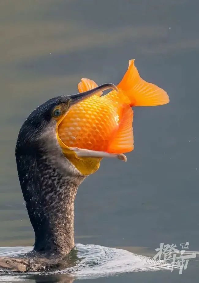 西湖“四大天王”三缺一，锦鲤也逃不出TA的嘴...