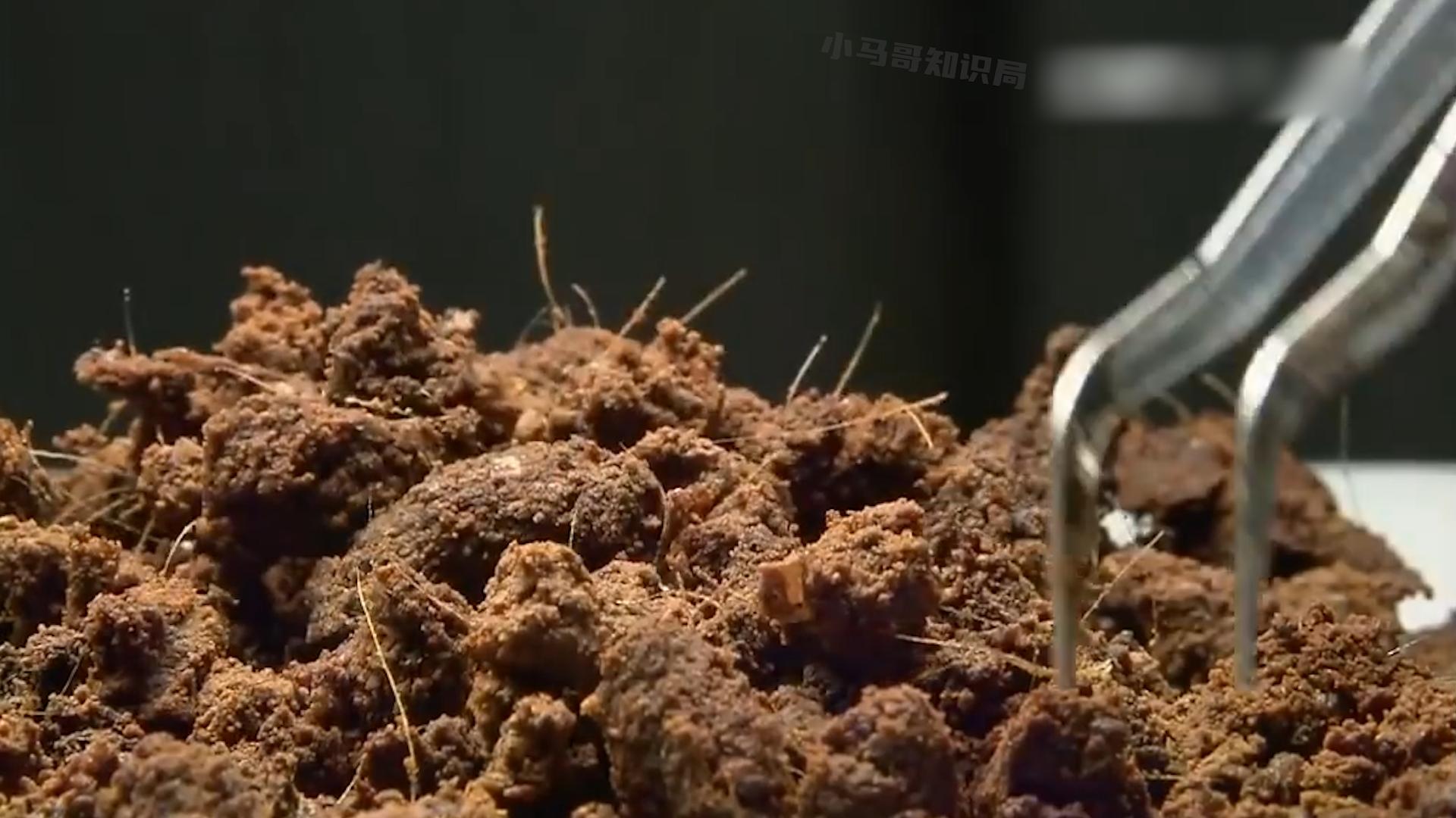 一克400元供不应求，麝香卖那么贵，为什么没几个人养殖？