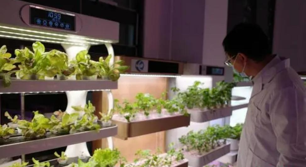 卡塔尔世界杯花了2200亿美元,卡塔尔世界杯农业