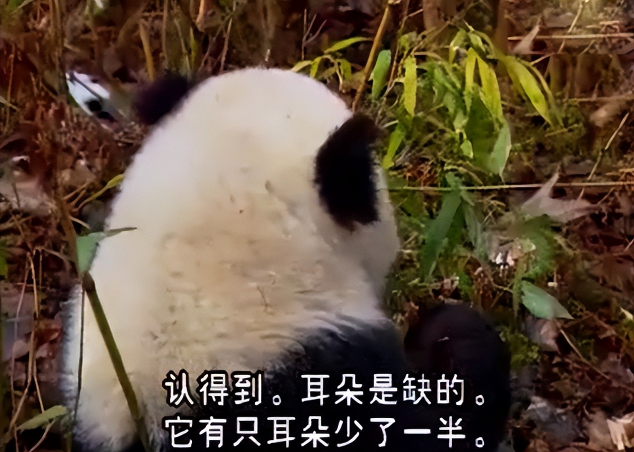 大熊猫高高成长,野生大熊猫高高学爬树