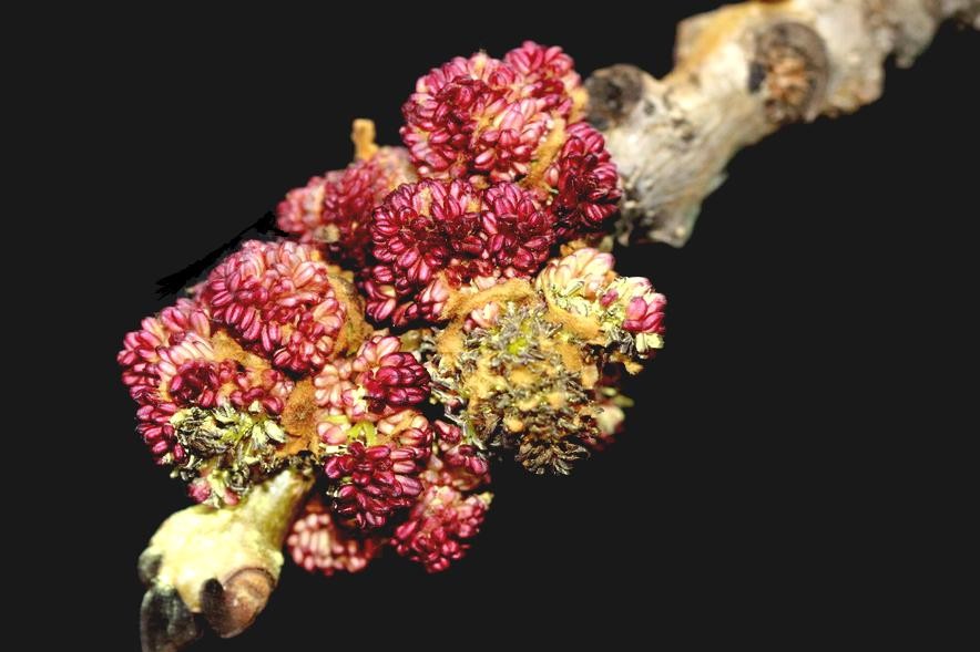 东北名贵木材水曲柳,东北名贵树种水曲柳叶子