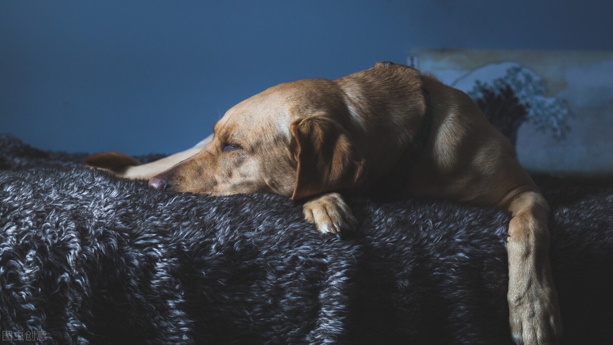 狗狗口腔溃疡特效药,狗狗口腔溃疡喷什么药