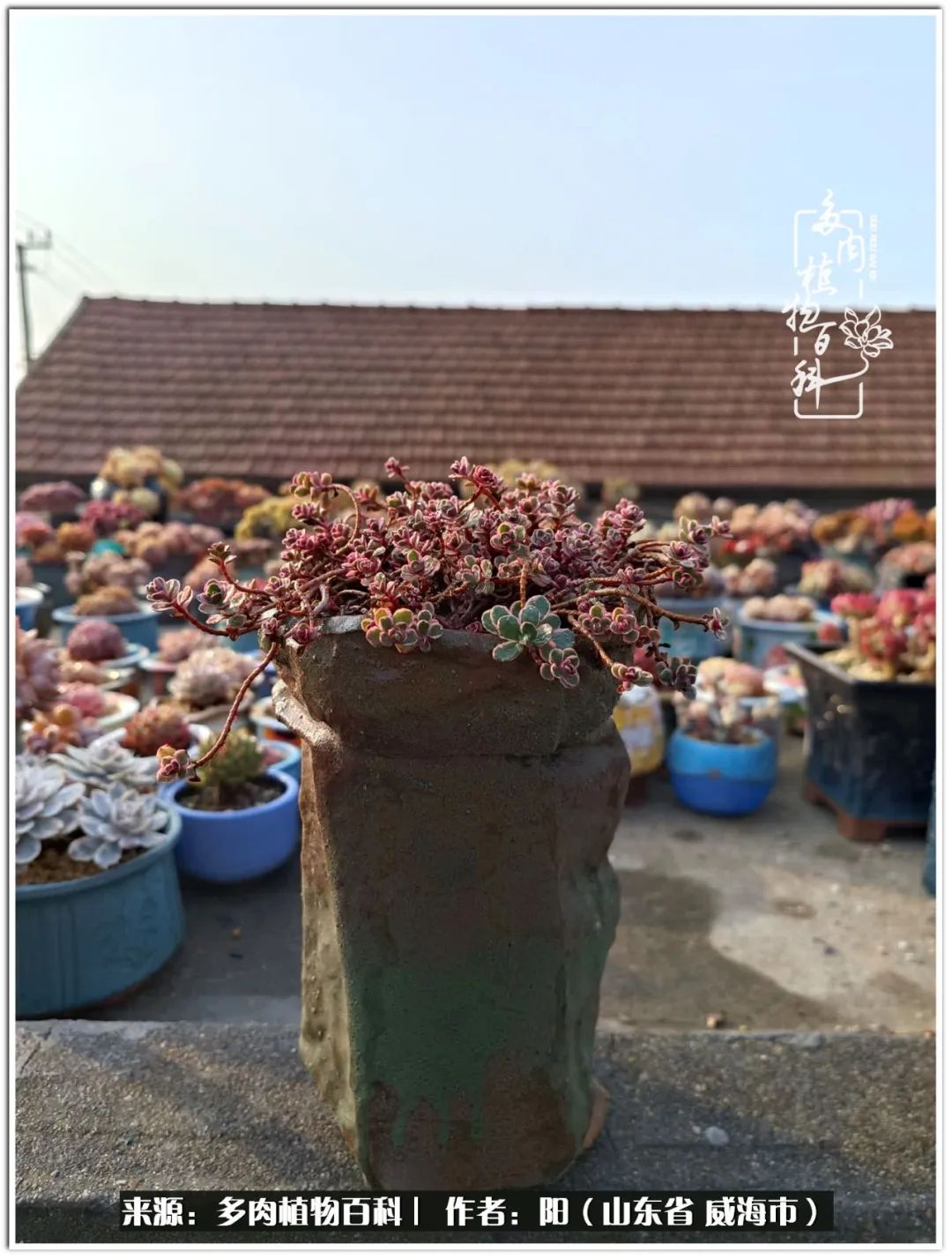 浜洪棿鐑熺伀鑷湁涓囧崈棰滆壊,浜洪棿鐑熺伀鐨嗘槸骞冲嚒棰滆壊