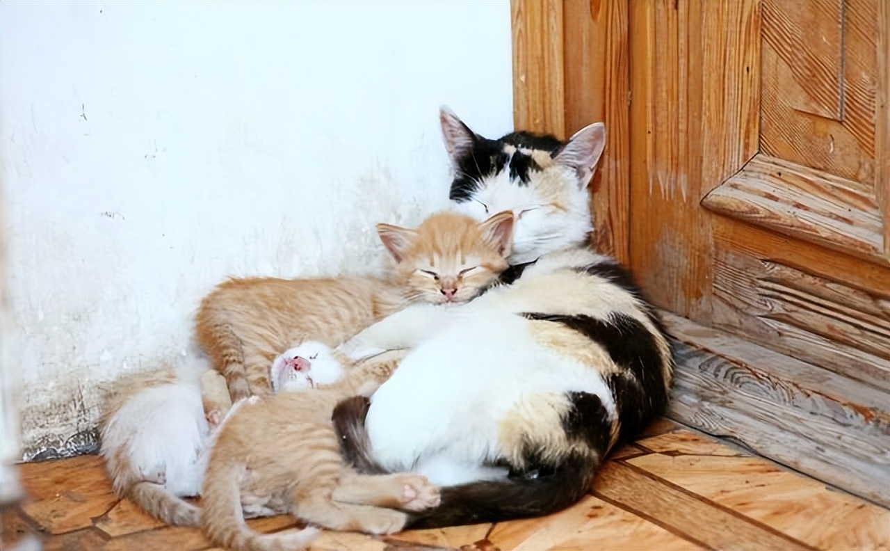 为什么都不愿养女儿,猫为什么不能养母猫