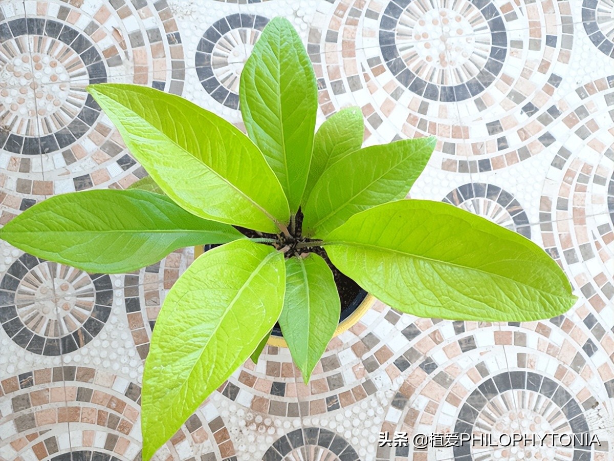 室内大叶片的植物有哪些,有颜色的植物适合室内养殖