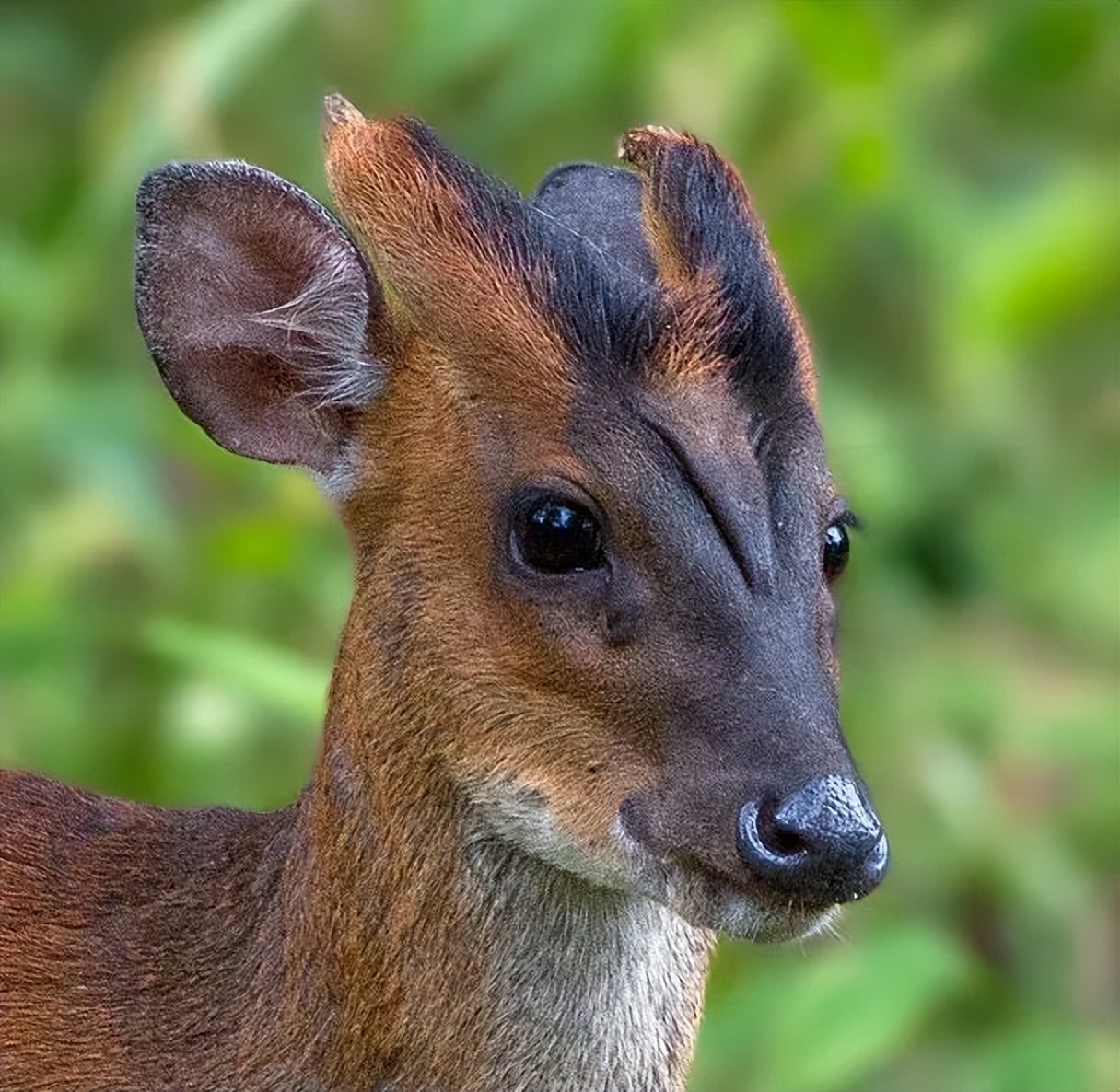 人类起源新说,人类起源新论完整版