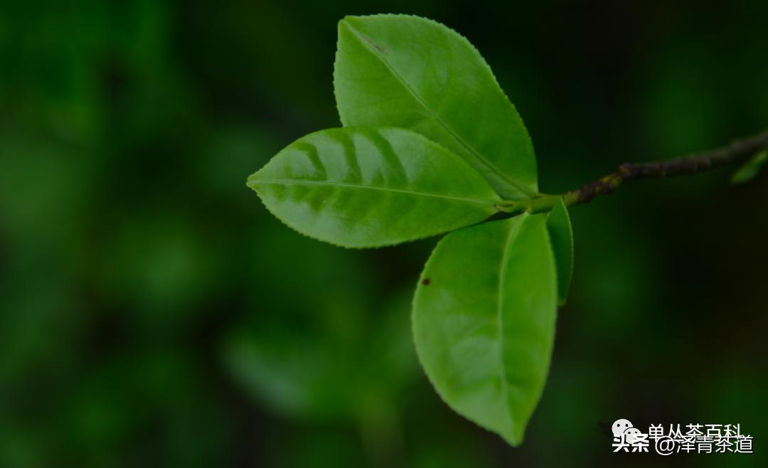 了解一下凤凰单丛,了解凤凰单丛