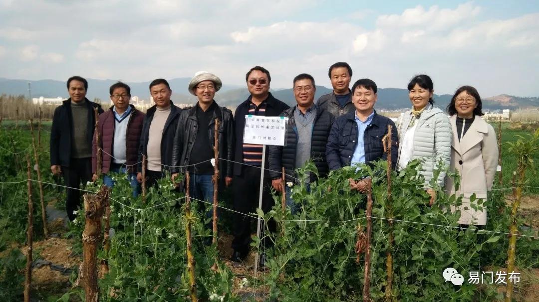 易门豌豆种子,易门种植专用农业产品