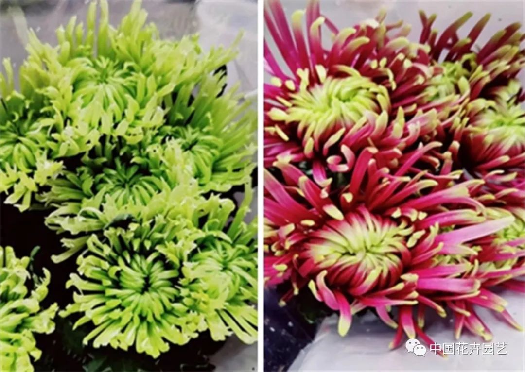 中国菊花品种现状,我国菊花行业近几年市场规模分析