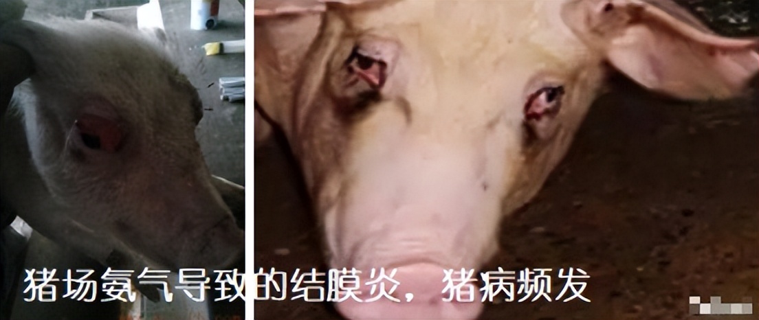 水泡粪养猪场建设方法,规模化养猪场怎么解决臭味