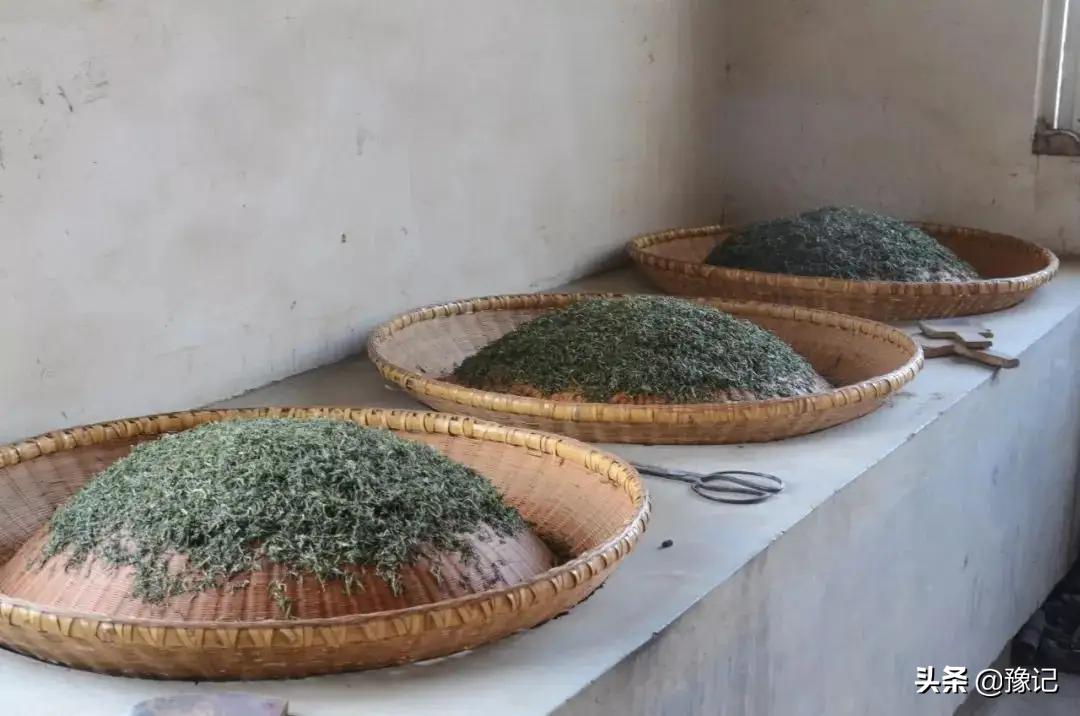 信阳毛尖小浑淡和大清浓谁正宗,信阳毛尖为什么叫小浑蛋