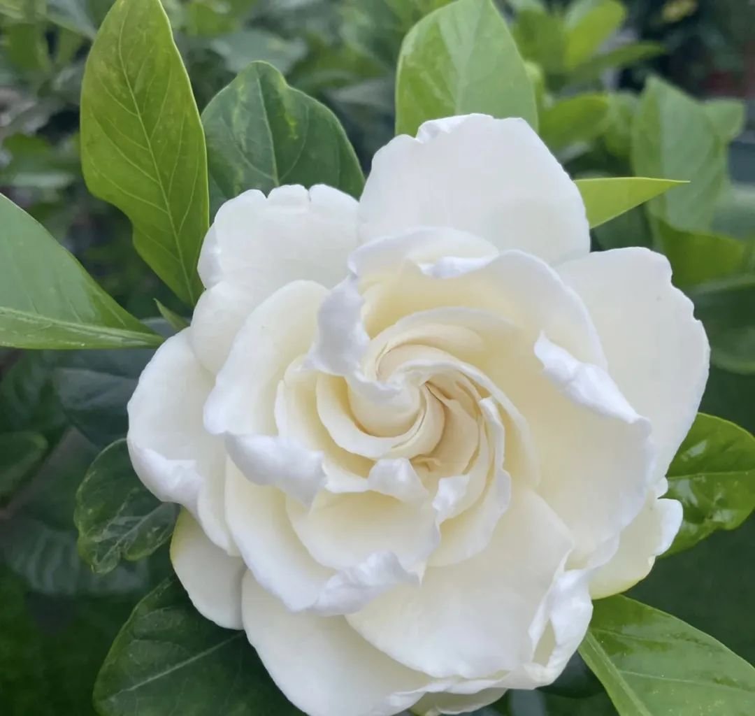 这5种花就喜欢水,5种花夏季缺水