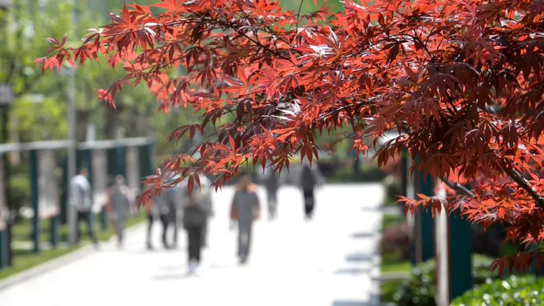 南京燕子矶中学特色,南京燕子矶中学在南京市排名