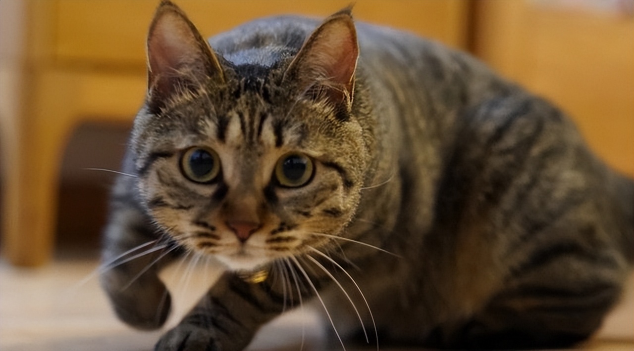 为何古代对玄猫看法不一样，有关黑猫的传说是真的吗？