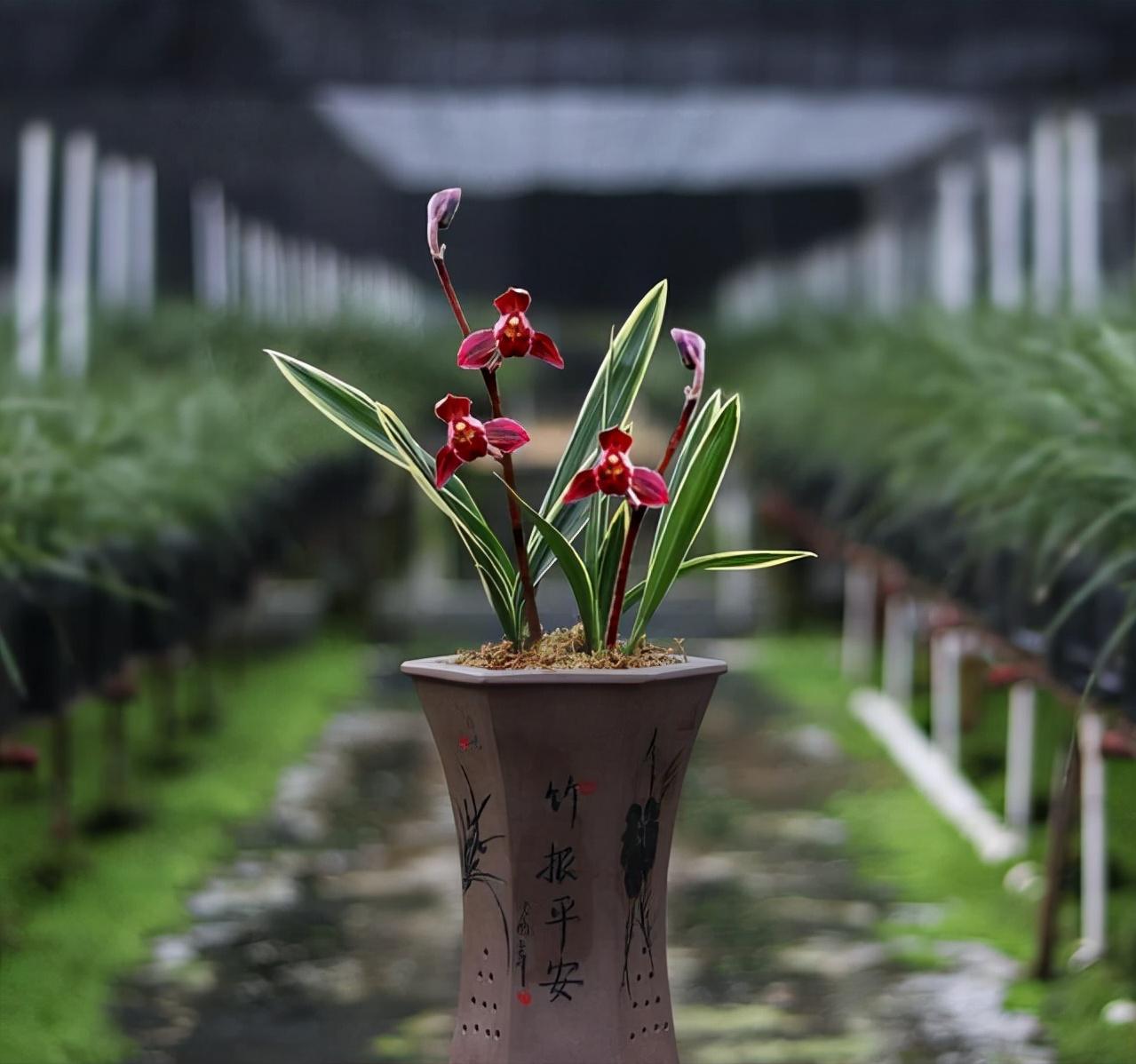 墨兰荷花图片大全,兰花墨兰大红荷