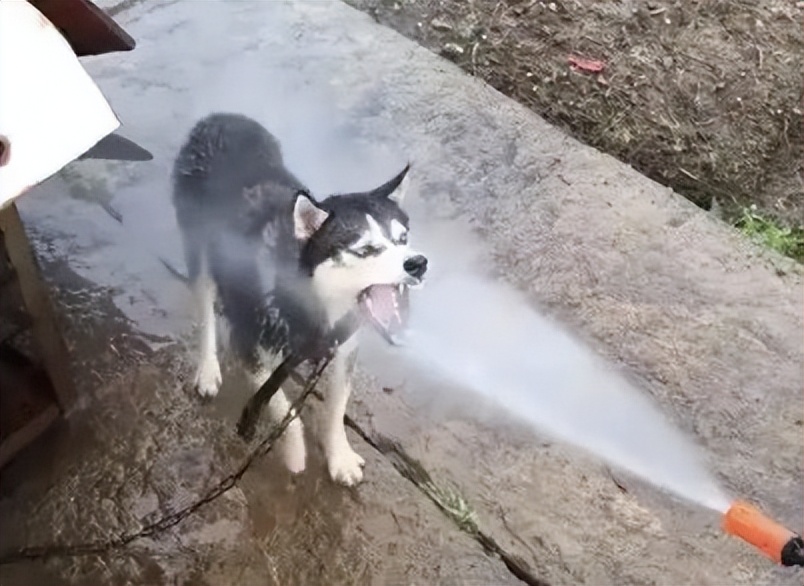 狗狗太兴奋了喜欢扑人怎么办,狗狗跳起来扑主人是什么意思