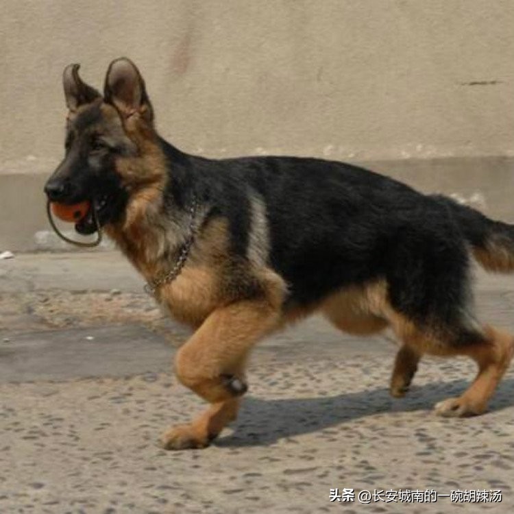 100种名犬价格,世界名犬排名前100图巴哥犬