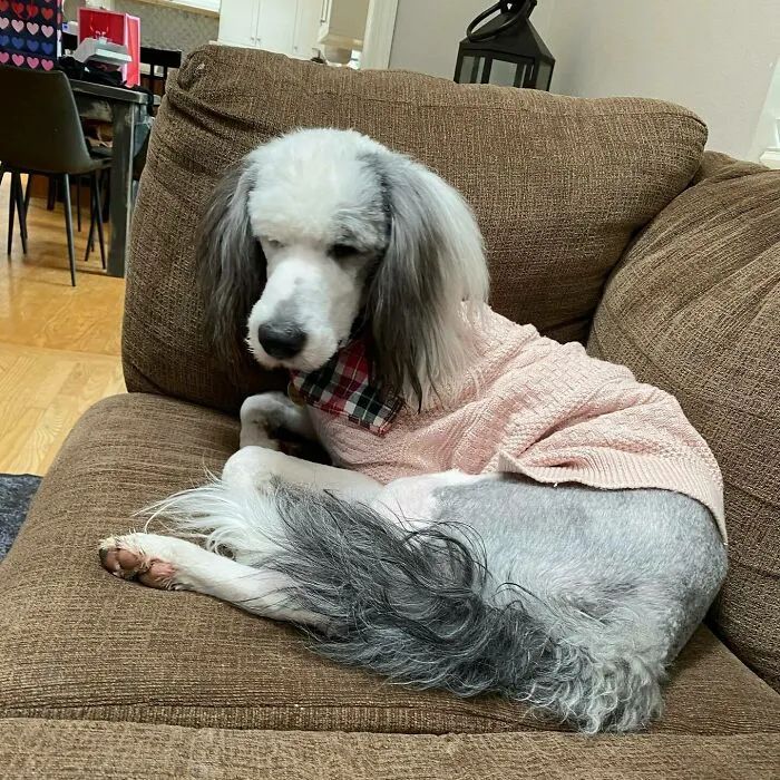 夏天来了要给猫剪毛吗,夏天怎么给狗修毛