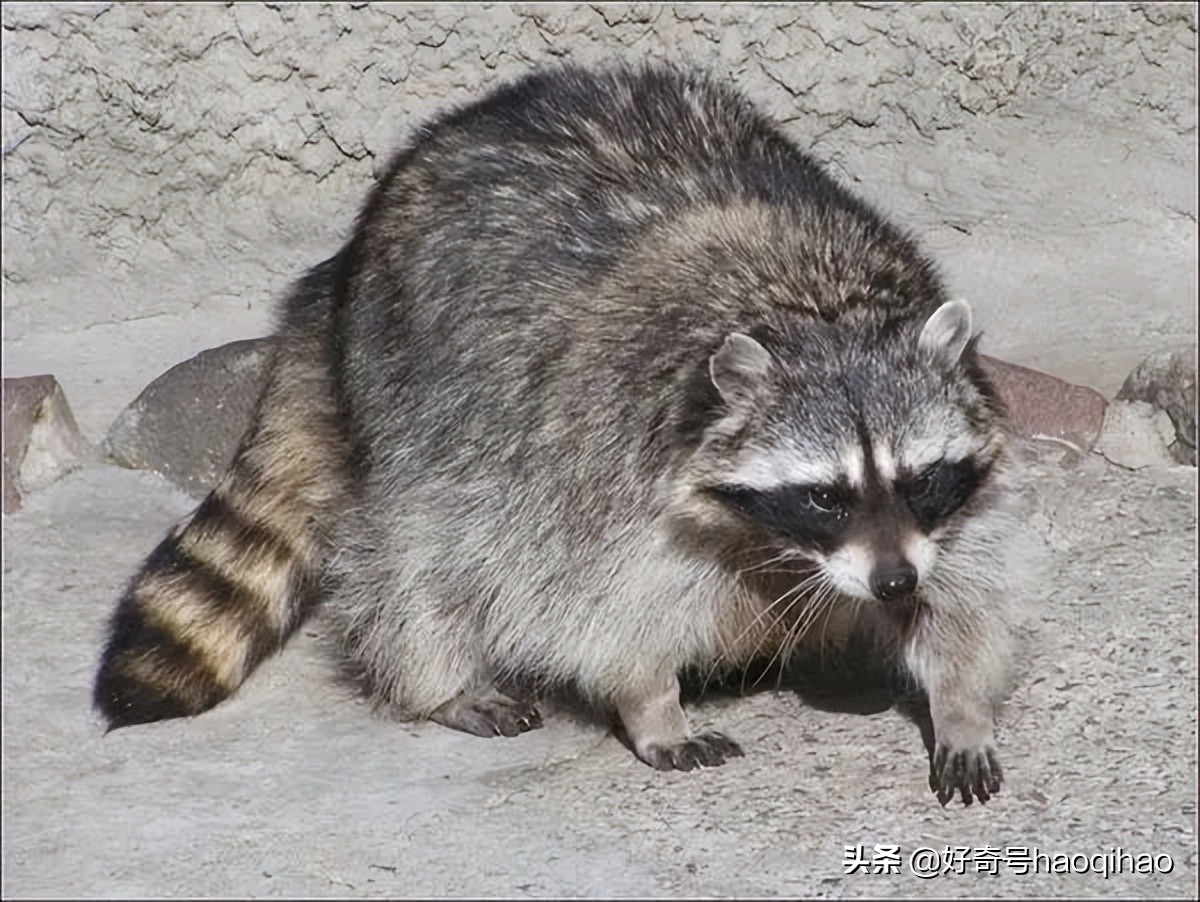 毁童年!干脆面上印的竟然不是小浣熊?