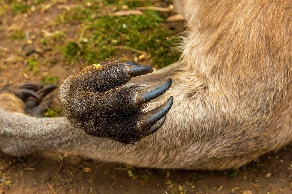 袋鼠为什么这么暴躁,袋鼠怎么样才会打人