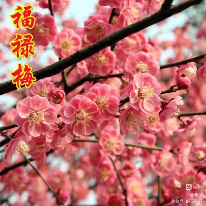 无端却被梅花恼特地吹香破梦魂,无端却被梅花恼