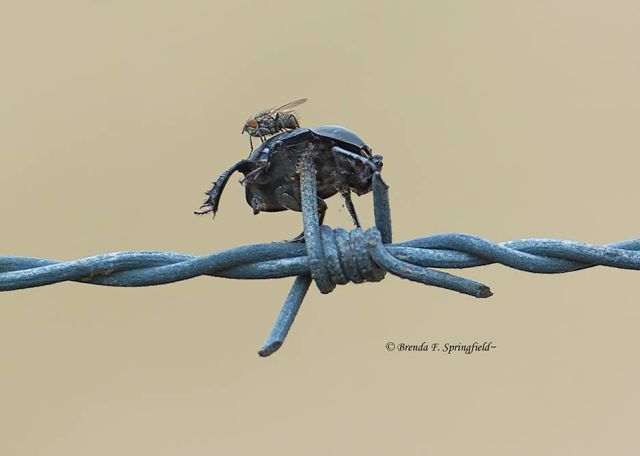 真实大象图片大全可爱,真实野生大象图片