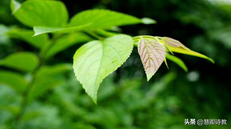 六年级作文课|六下习作三：让真情自然流露（附优秀范文15篇）