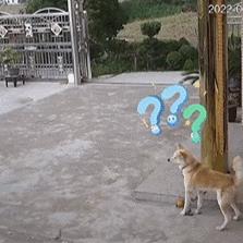 柴犬笑死,笑死人的柴犬视频