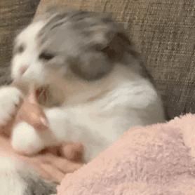 扩展功能的浏览器有哪些,可扩展浏览器