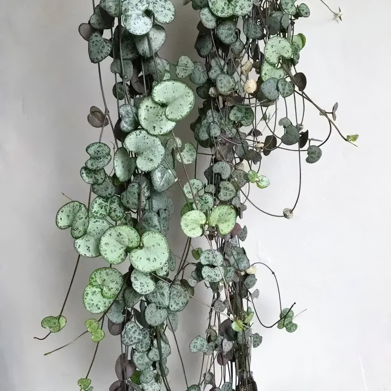 适合家养的花卉盆栽绿植,好养的绿植推荐一下盆栽