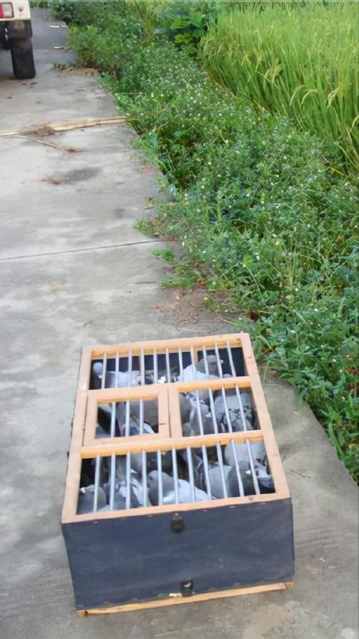 挤笼训练与单体训飞,图