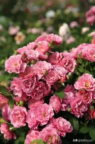 大花浓香勤花的月季品种,大花月季品种介绍大全图片及价格