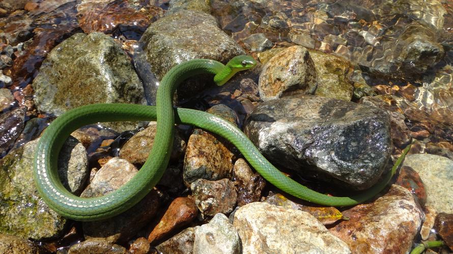 挑战一千条蛇,挑战100条蛇