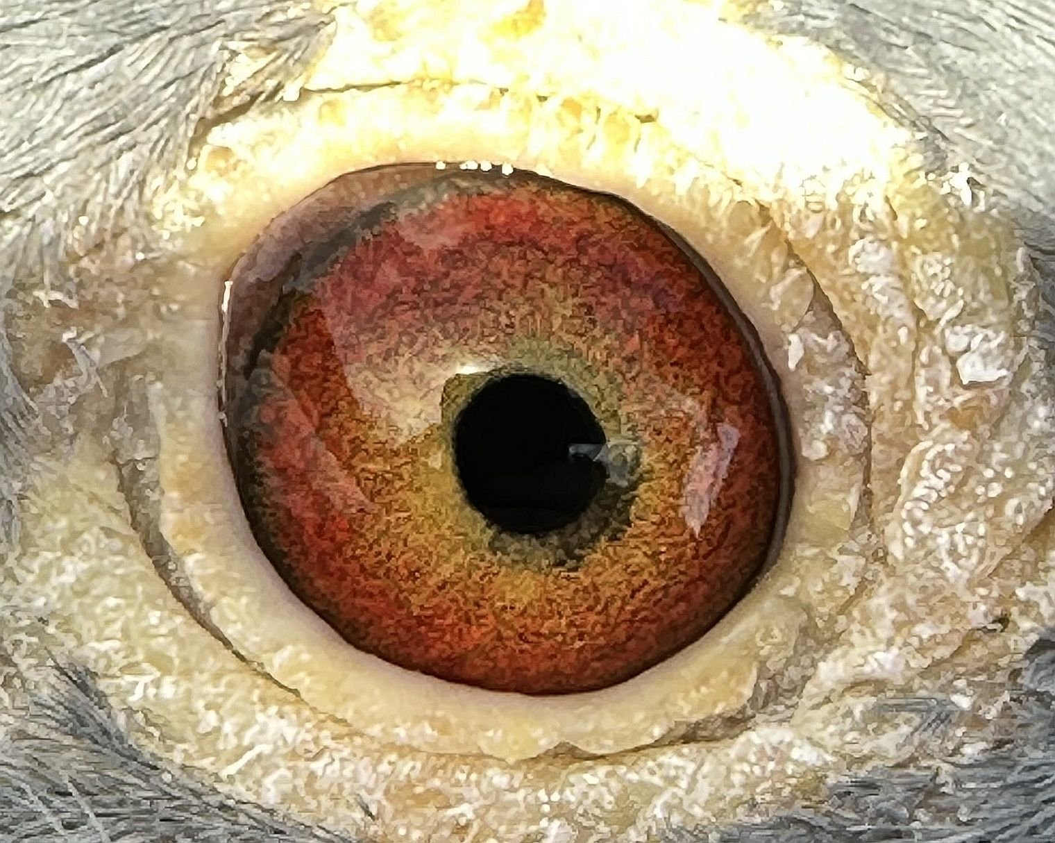 波治Ⅱ两万羽争锋速霸龙后代高速夺冠