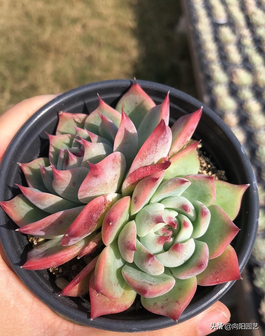 吉娃娃最便宜是多少钱一只,吉娃娃锦和吉娃娃覆轮锦区别