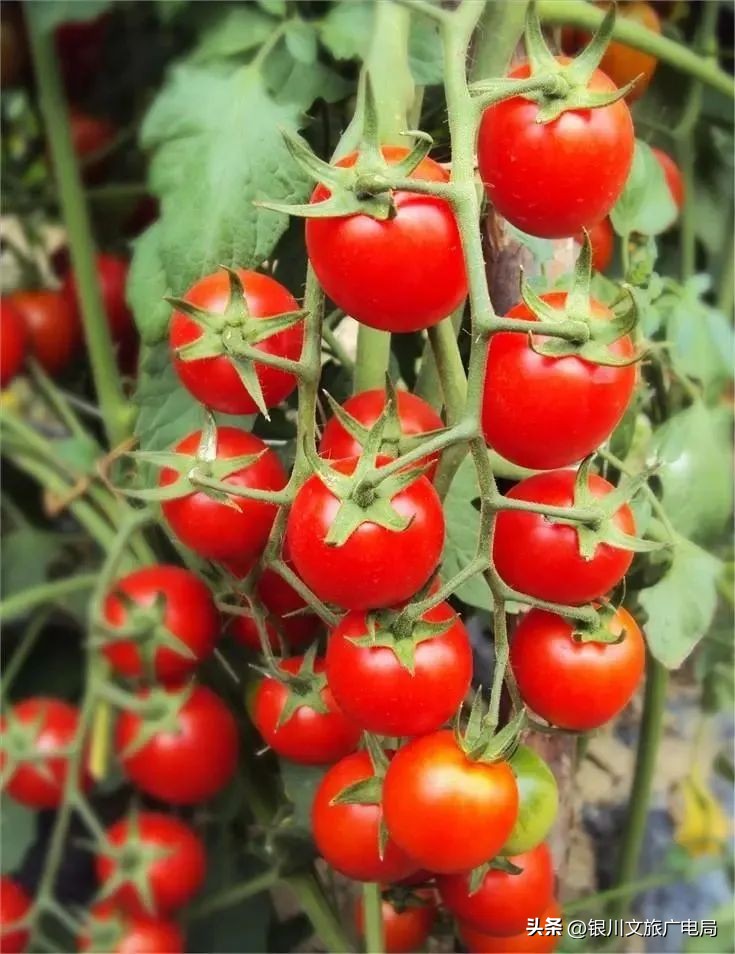 宁夏冰雪特色旅游攻略,银川冬游